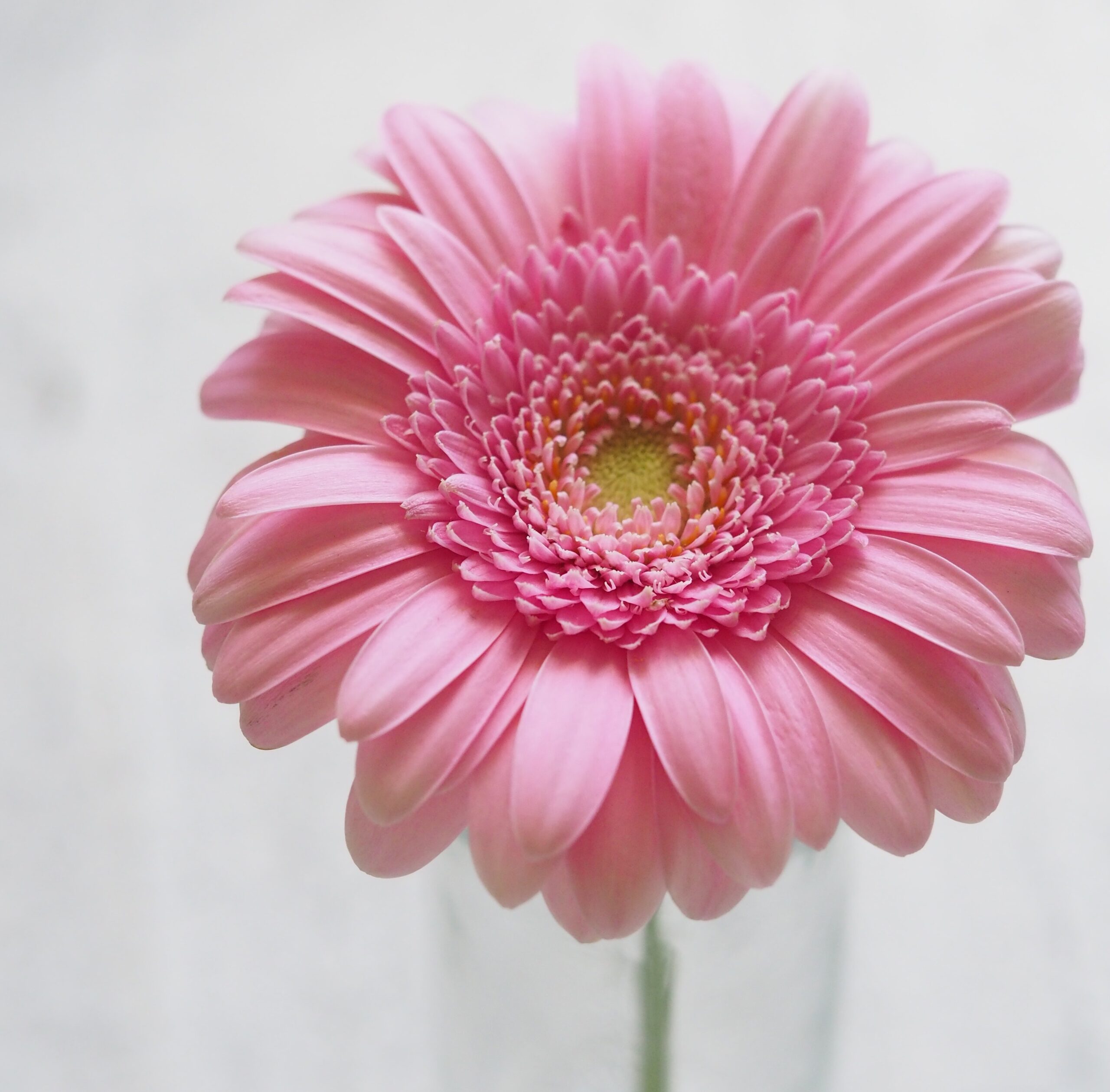 fleur-rose-pale-psychologie-des-couleurs