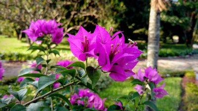 jardin feng shui rennes bretagne jardin feng shui rennes bretagne